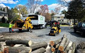 Reliable Westmont, NJ Tree Services Solutions