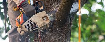 Best Fruit Tree Pruning  in Westmont, NJ