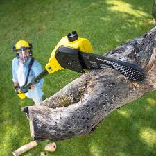 How Our Tree Care Process Works  in  Westmont, NJ