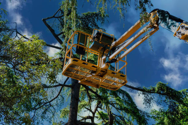 Best Tree Trimming and Pruning  in Westmont, NJ