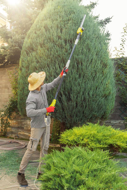 Best Root Management and Removal  in Westmont, NJ