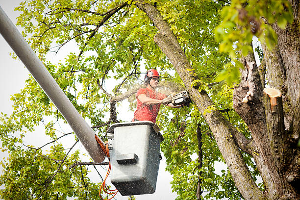 Best Tree and Shrub Care  in Westmont, NJ