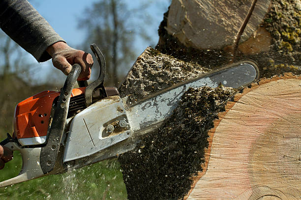 Best Stump Grinding and Removal  in Westmont, NJ